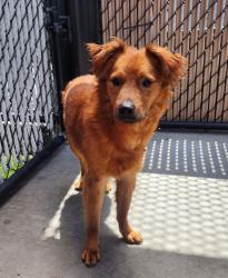 Shelter Stray Male Dog last seen Near Camino Del Este Road, San Diego, CA, 92108, 5500 Gaines St, San Diego, CA 92110, USA