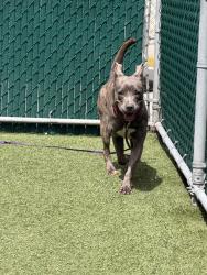 Shelter Stray Female Dog last seen Near Lenox Avenue, NEW YORK, NY, 10026, 326 E 110th St, New York, NY 10029, USA