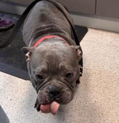 Shelter Stray Male Dog last seen Near Richman Plaza, BRONX, NY, 10453, 326 E 110th St, New York, NY 10029, USA
