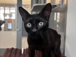 Shelter Stray Male Cat last seen Market Street, San Diego, CA, 92102, 5500 Gaines St, San Diego, CA 92110, USA