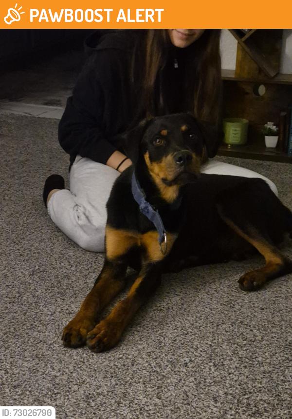 Found/Stray Male Dog last seen Glenwyck drive north richland hills, tx, North Richland Hills, TX 76180