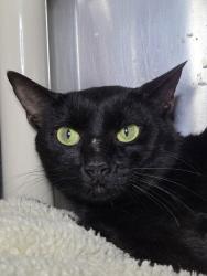 Shelter Stray Male Cat last seen Near Woodlake Court, GLEN BURNIE, MD, 21061, 411 Maxwell Frye Rd, Millersville, MD 21108, USA