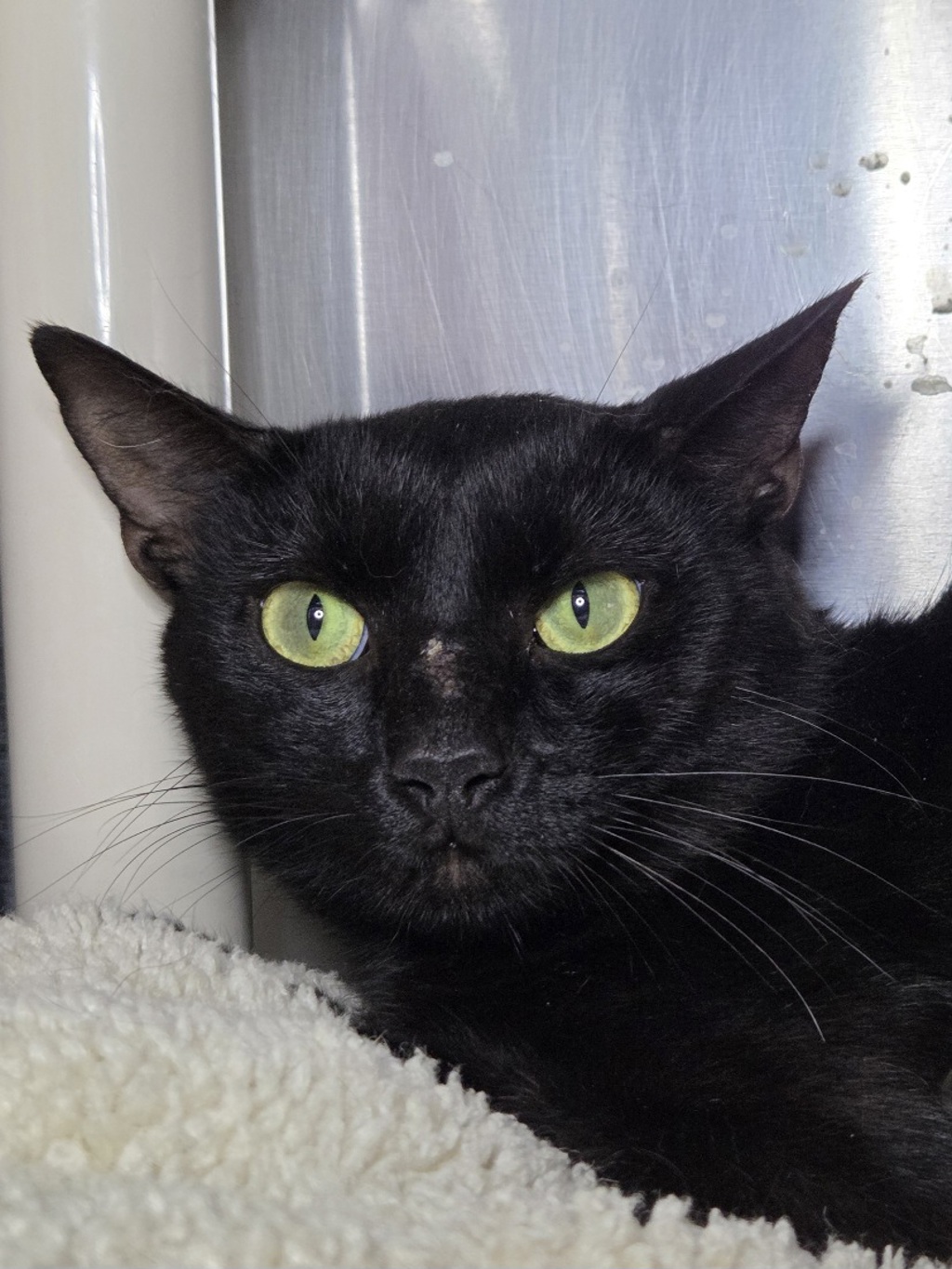 Shelter Stray Male Cat last seen Near Woodlake Court, GLEN BURNIE, MD, 21061, 411 Maxwell Frye Rd, Millersville, MD 21108, USA