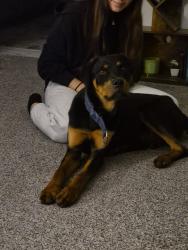 Found/Stray Male Dog last seen Glenwyck drive north richland hills, tx, North Richland Hills, TX 76180