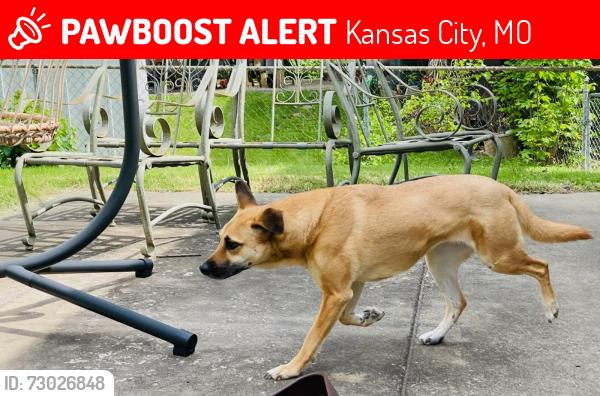 Lost Female Dog last seen Pittman rd, Kansas City, MO 64133