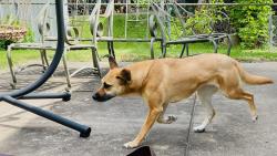 Lost Female Dog last seen Pittman rd, Kansas City, MO 64133