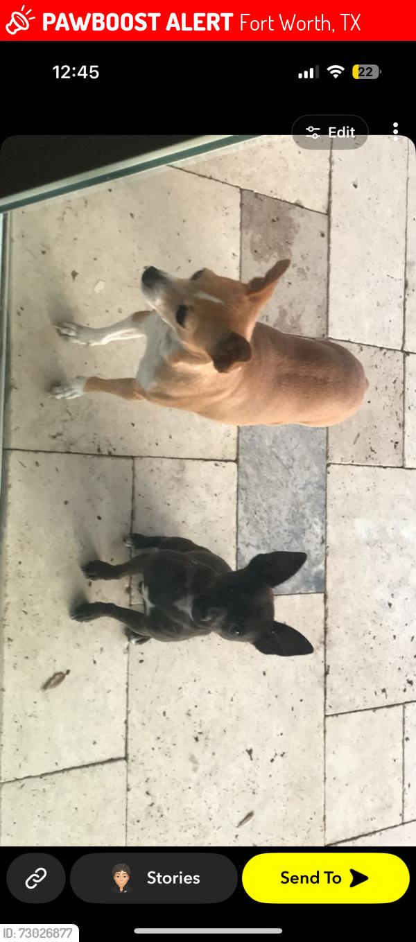 Lost Female Dog last seen Near bracken, Fort Worth, TX 76137