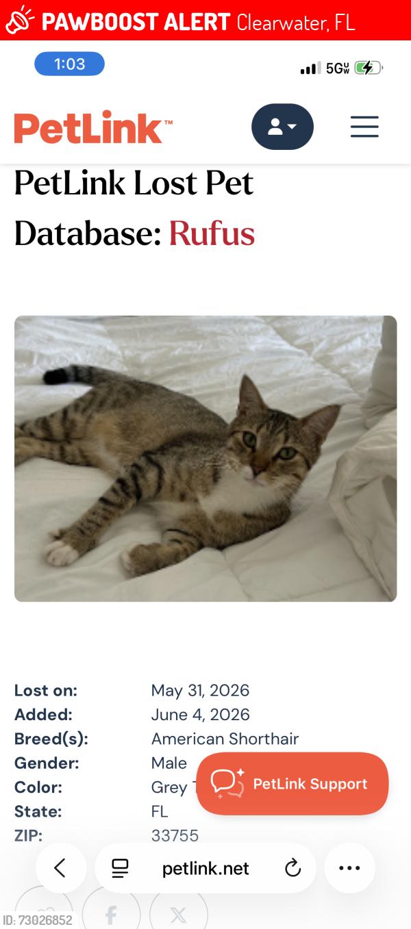 Lost Male Cat last seen Dunedin Elementary , Clearwater, FL 33755