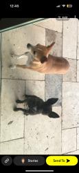 Lost Female Dog last seen Near bracken, Fort Worth, TX 76137