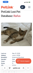 Lost Male Cat last seen Dunedin Elementary , Clearwater, FL 33755