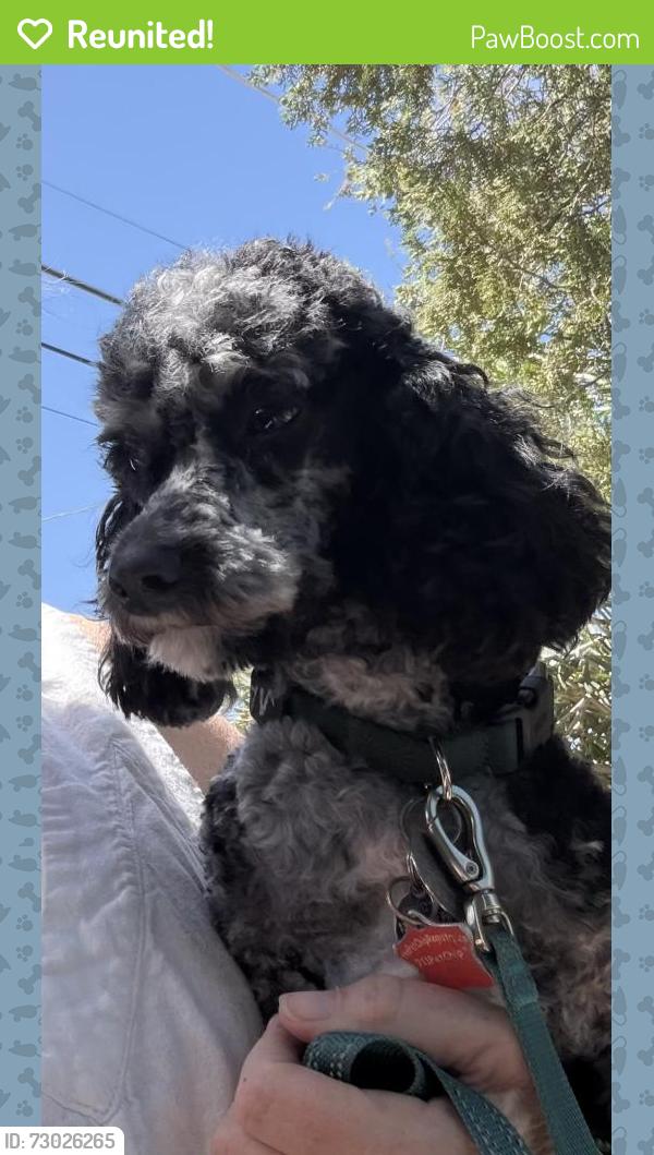 Reunited Male Dog last seen Lindsay rd and Ray rd in Gilbert , Gilbert, AZ 85295
