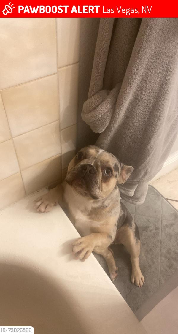 Lost Female Dog last seen Sierra vista and Cambridge , Las Vegas, NV 89169