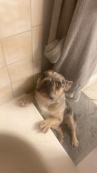 Lost Female Dog last seen Sierra vista and Cambridge , Las Vegas, NV 89169