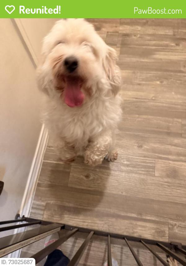 Reunited Unknown Dog last seen Near E Harwood Rd. Euless, Texas, Euless, TX 76039