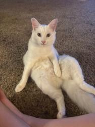 Lost Female Cat last seen Berry DR NE & Shady Bend DR NE, Albany, OR 97322