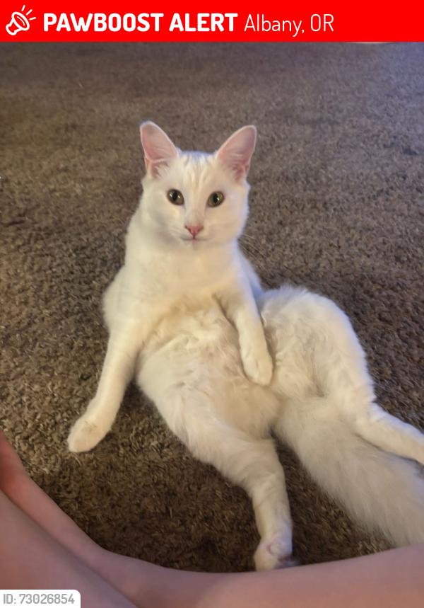 Lost Female Cat last seen Berry DR NE & Shady Bend DR NE, Albany, OR 97322