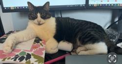 Lost Male Cat last seen Olivine, Oklahoma City, OK 73170