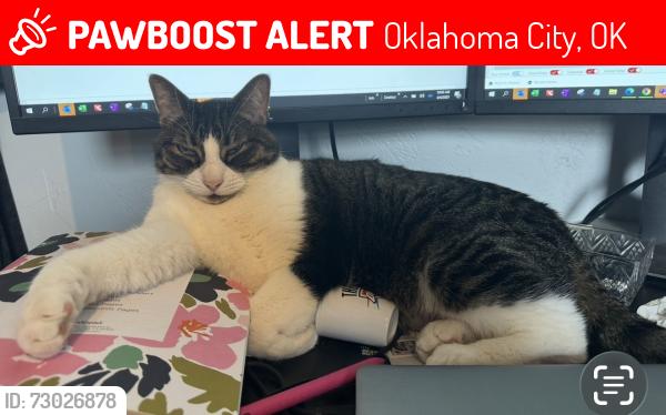 Lost Male Cat last seen Olivine, Oklahoma City, OK 73170