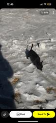 Lost Male Dog last seen 4637brackendr, Fort Worth, TX 76137