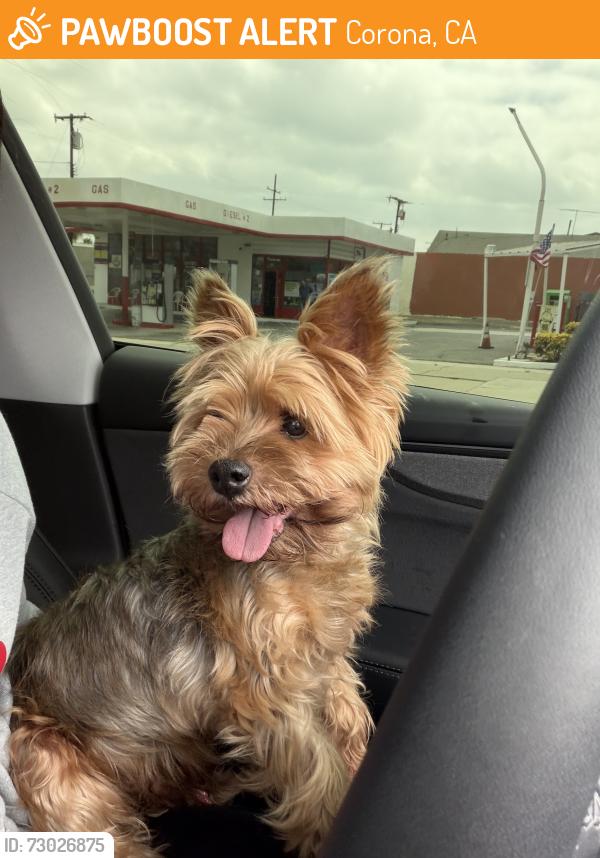 Found/Stray Male Dog last seen Rainroad and main st , Corona, CA 92882