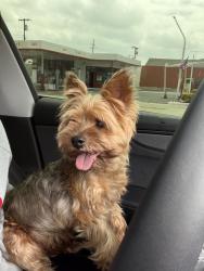 Found/Stray Male Dog last seen Rainroad and main st , Corona, CA 92882