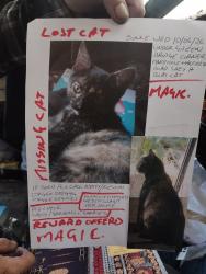 Lost Female Cat last seen Corner of Mandeville rd and Milfields rd, Lower Clapton, England E5 0DQ