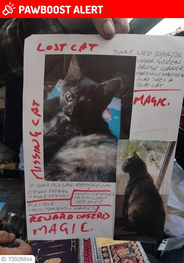 Lost Female Cat last seen Corner of Mandeville rd and Milfields rd, Lower Clapton, England E5 0DQ