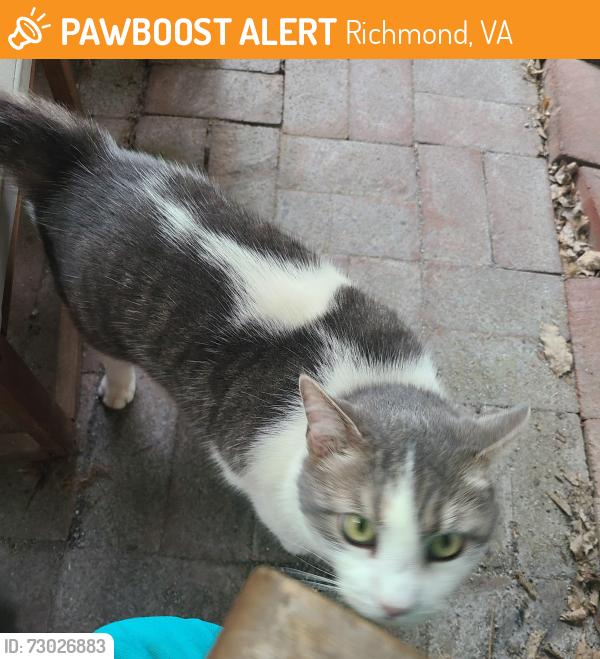Found/Stray Unknown Cat last seen black history museum, Richmond, VA 23220