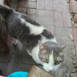 Found/Stray Unknown Cat last seen black history museum, Richmond, VA 23220