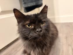 Found/Stray Unknown Cat last seen Near the light and near 211 access road, San Antonio, TX 78245