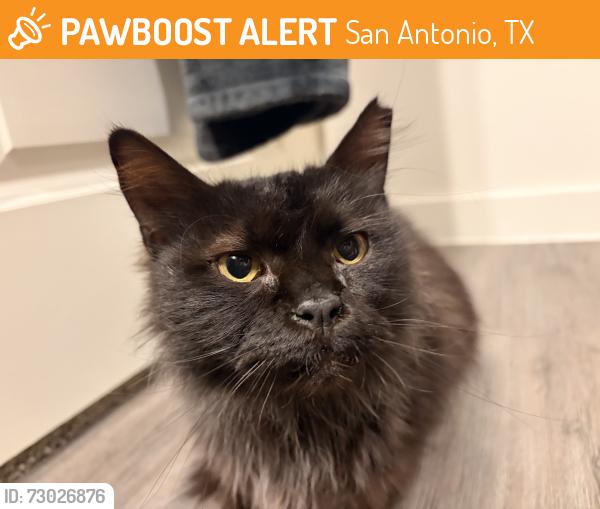 Found/Stray Unknown Cat last seen Near the light and near 211 access road, San Antonio, TX 78245