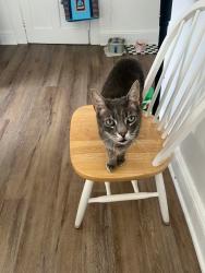 Lost Male Cat last seen Heritage Glen, Burlington, NC 27215