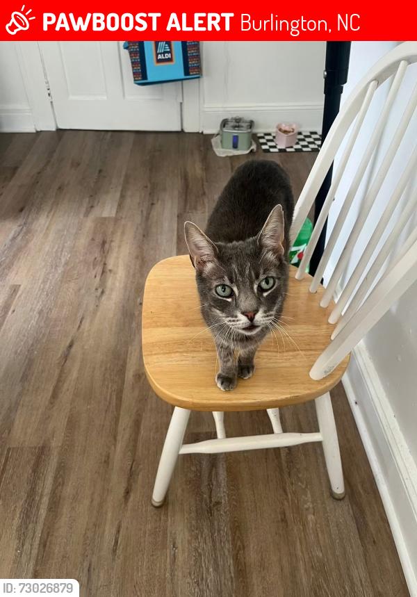 Lost Male Cat last seen Heritage Glen, Burlington, NC 27215