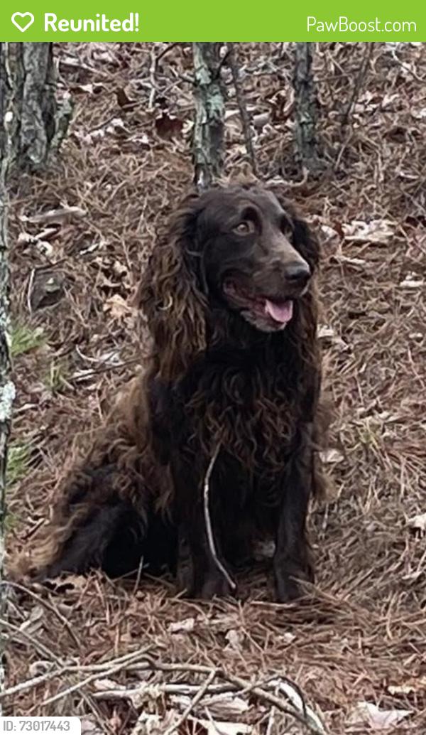 Reunited Unknown Dog last seen Hey 20 and Hawks Farm subdivision , Bartow County, GA 30184