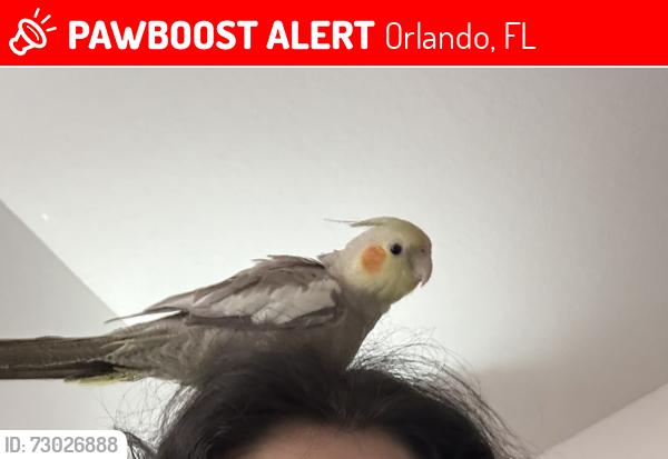 Lost Female Bird last seen Vista Park Blvd and Lake Carlisle, Orlando, FL 32829