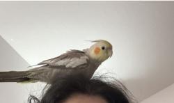 Lost Female Bird last seen Vista Park Blvd and Lake Carlisle, Orlando, FL 32829