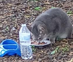 Reunited Female Cat last seen 12th st and Highland , Phoenix, AZ 85014