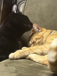 Reunited Male Cat last seen Salem st aurora co , Denver, CO 80239