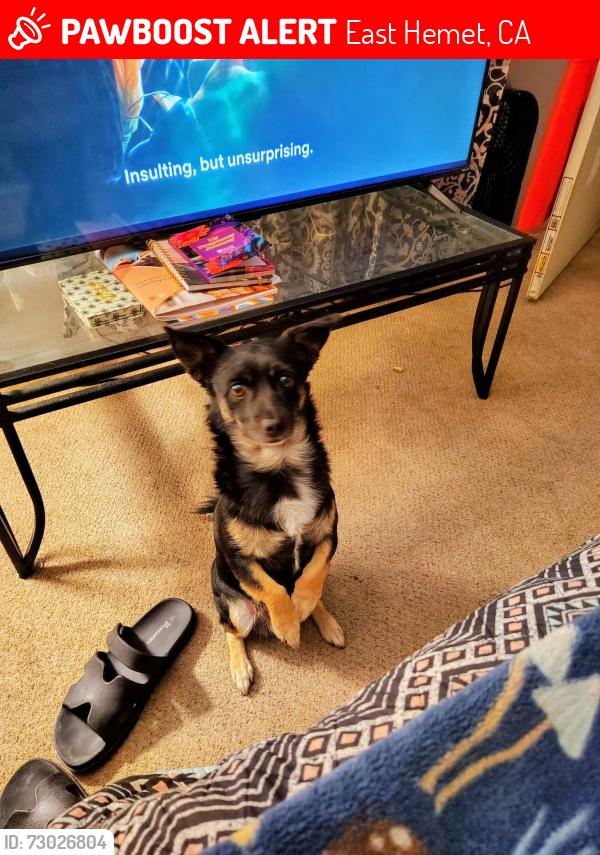 Lost Male Dog last seen  East Maridian, East Hemet, CA 92544