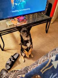 Lost Male Dog last seen  East Maridian, East Hemet, CA 92544