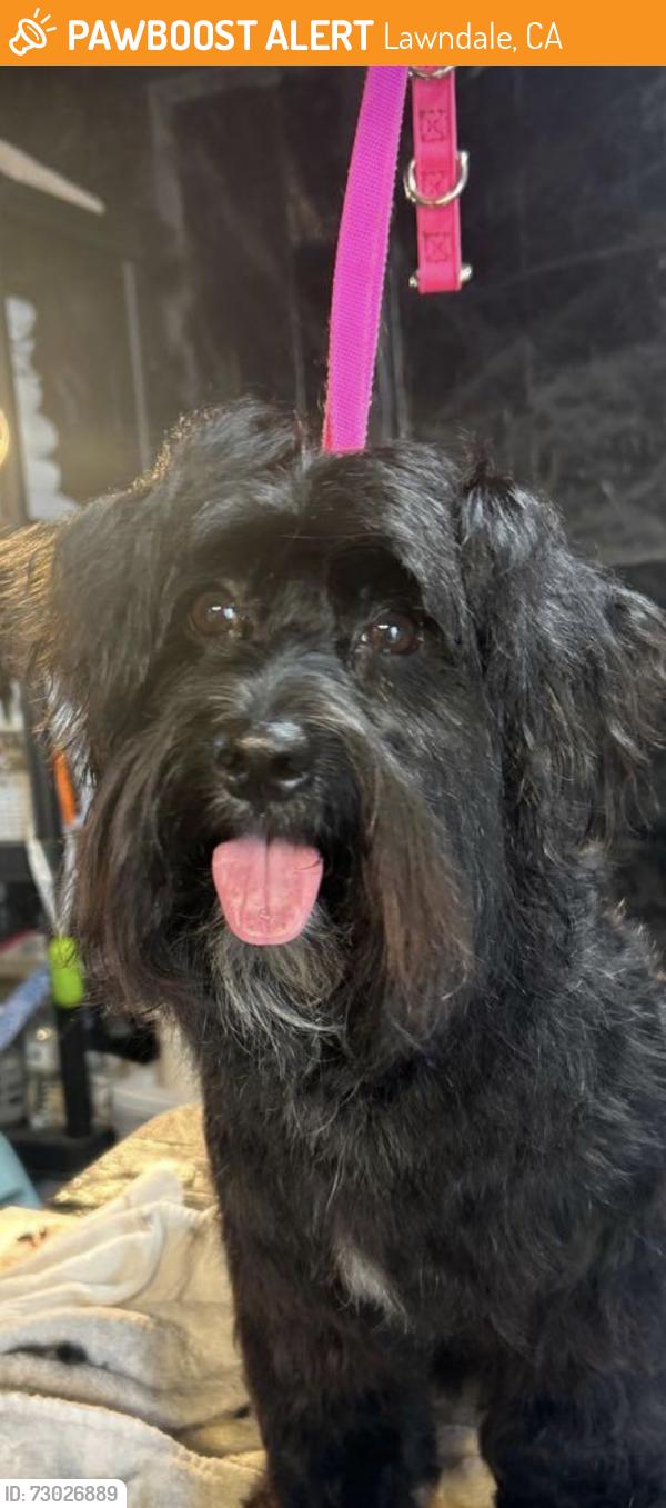 Found/Stray Female Dog last seen 165th and Inglewood ave , Lawndale, CA 90260