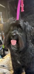 Found/Stray Female Dog last seen 165th and Inglewood ave , Lawndale, CA 90260