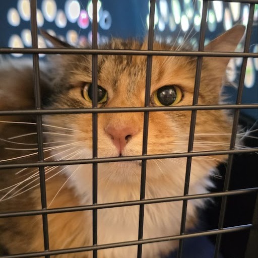 Shelter Stray Female Cat last seen , 99 Victor Rd, Fairport, NY 14450, USA