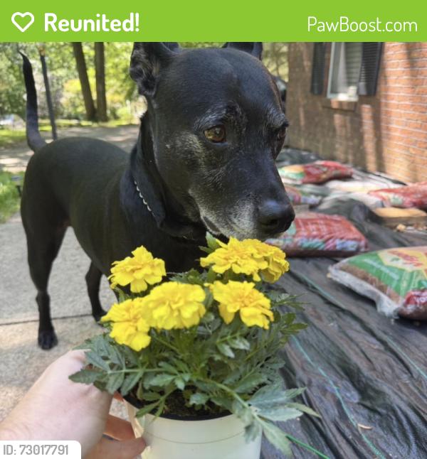 Reunited Male Dog last seen Dundalk Elementary School, Dundalk, MD 21222