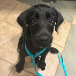 Shelter Stray Female Dog last seen , 4500 N Access Rd, Chattanooga, TN 37415, USA