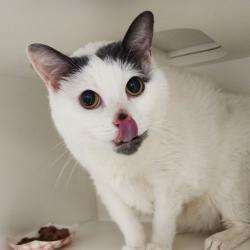 Shelter Stray Male Cat last seen , Animal Care & Control Team of Philly, 111 W Hunting Park Ave, Philadelphia, PA 19140, USA