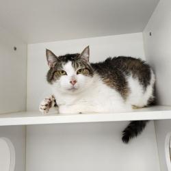 Shelter Stray Female Cat last seen , Animal Care & Control Team of Philly, 111 W Hunting Park Ave, Philadelphia, PA 19140, USA