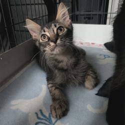 Shelter Stray Male Cat last seen , 8020 Washington St, Port Richey, FL 34668, USA