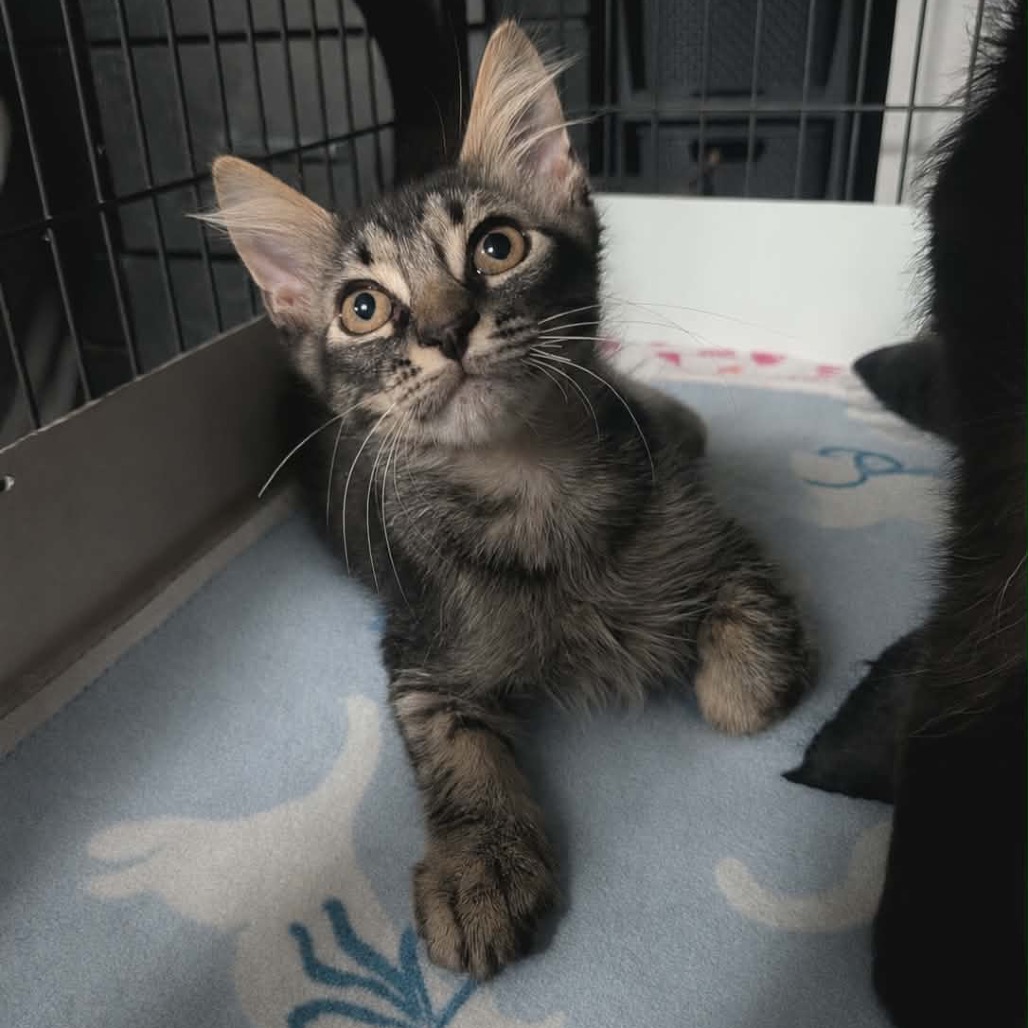 Shelter Stray Male Cat last seen , 8020 Washington St, Port Richey, FL 34668, USA