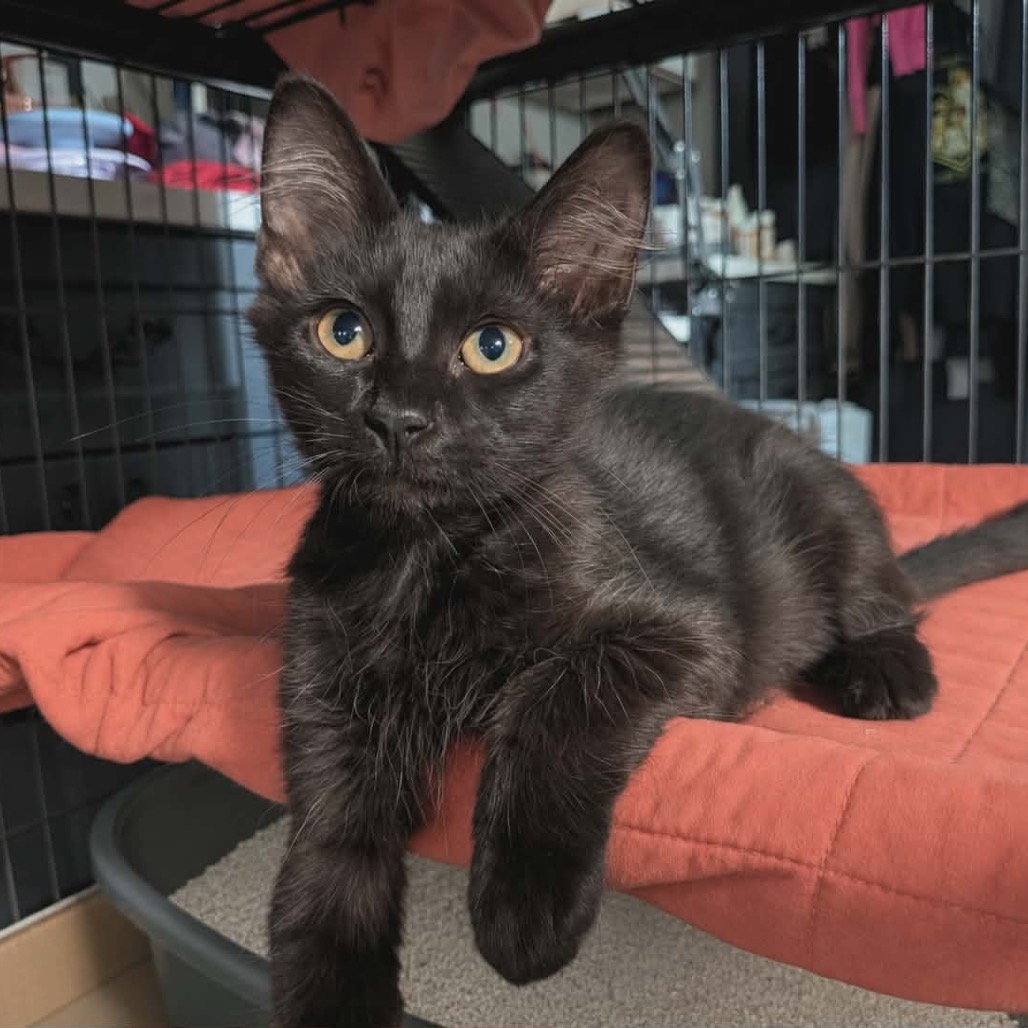 Shelter Stray Male Cat last seen , 8020 Washington St, Port Richey, FL 34668, USA